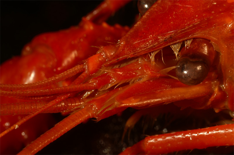crayfish1.jpg