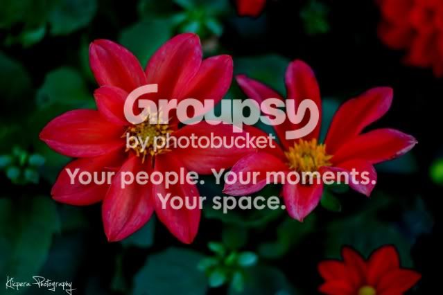 FlowerEdit1.jpg