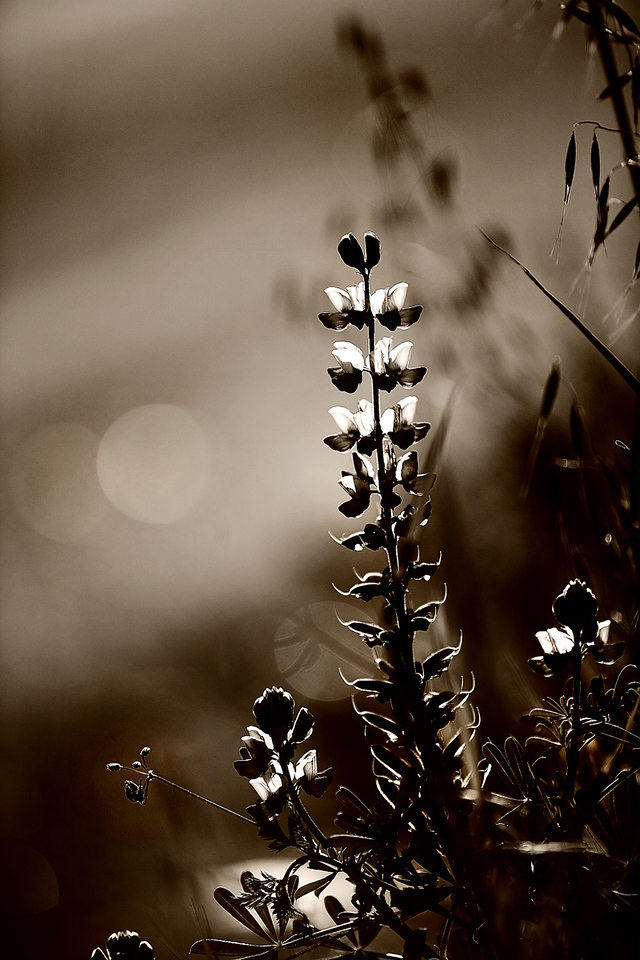 IMG_7163-X2.jpg