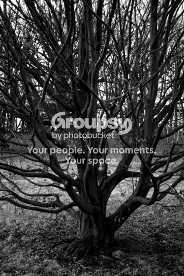 sprawling_branches.jpg