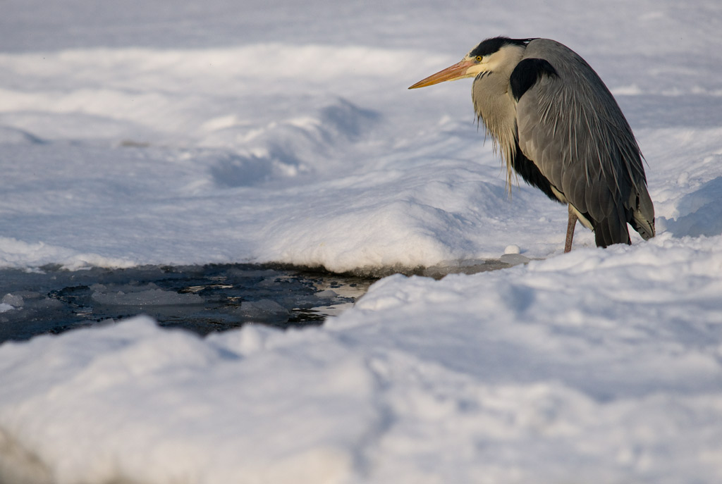 heron_24.jpg