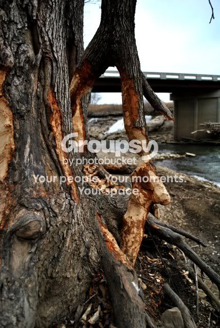 tree.jpg