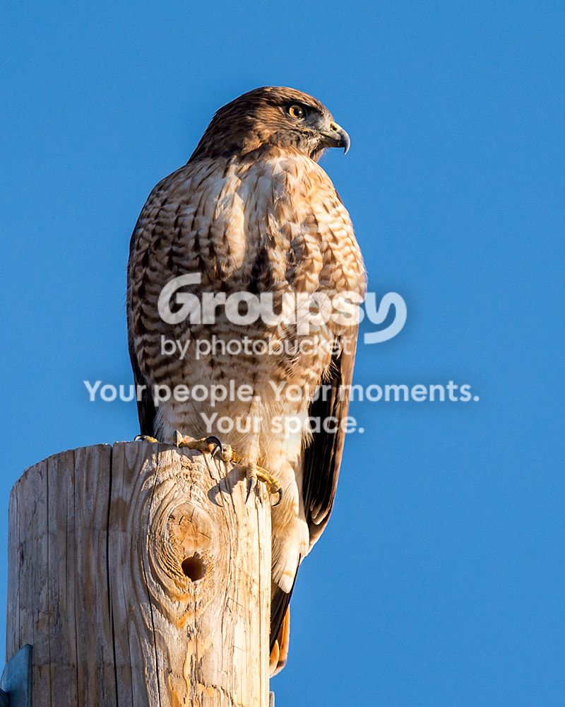 redtail2_zps80098cfe.jpg~original