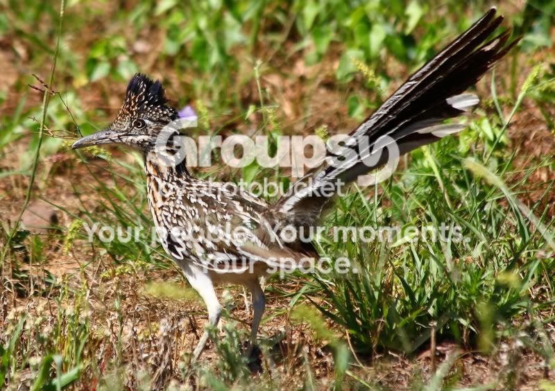 roadrunner-1.jpg