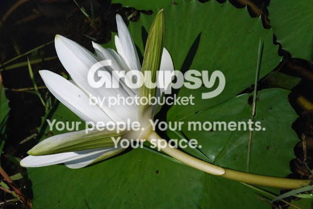 LILY6_0247.jpg
