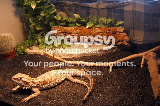 beardie.jpg