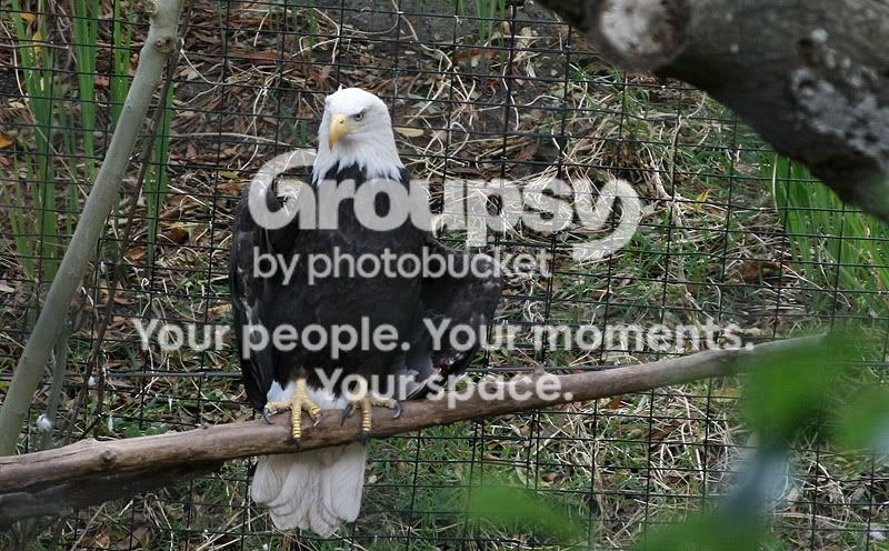 baldeagle.jpg