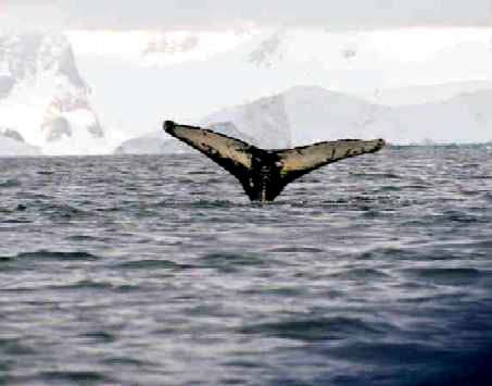 whale3ku0.jpg