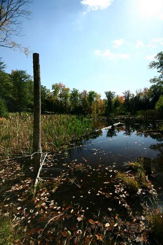 Pond-1.jpg