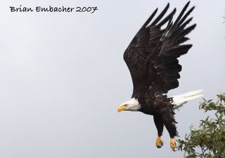 eagle2.jpg