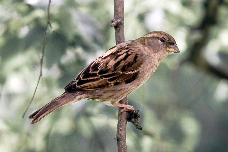 FSparrow.jpg