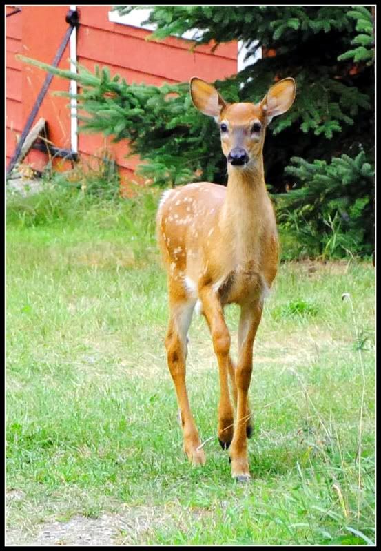 deardeer.jpg