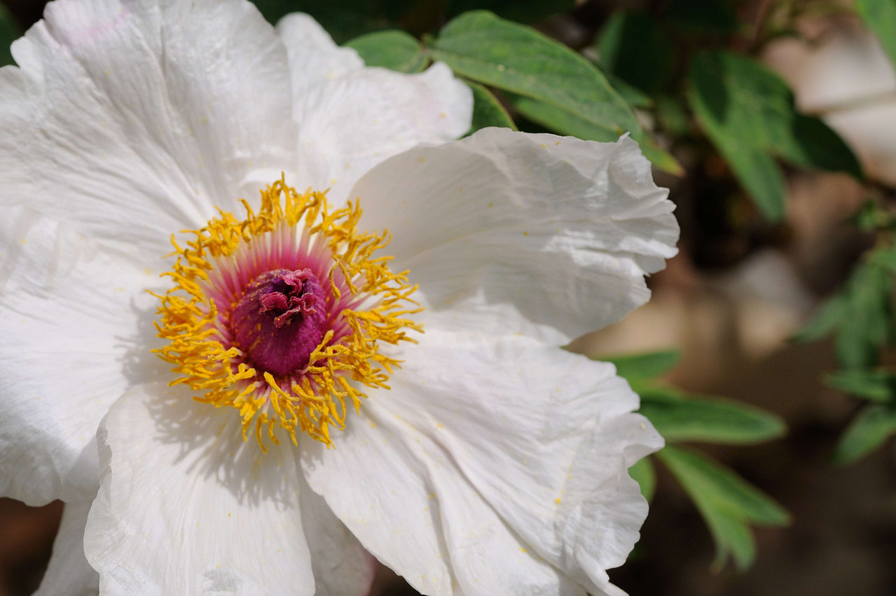 DSC_00109-X2.jpg