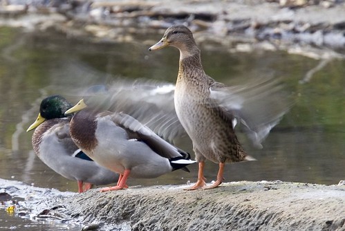 53090191_6daff5ec11.jpg