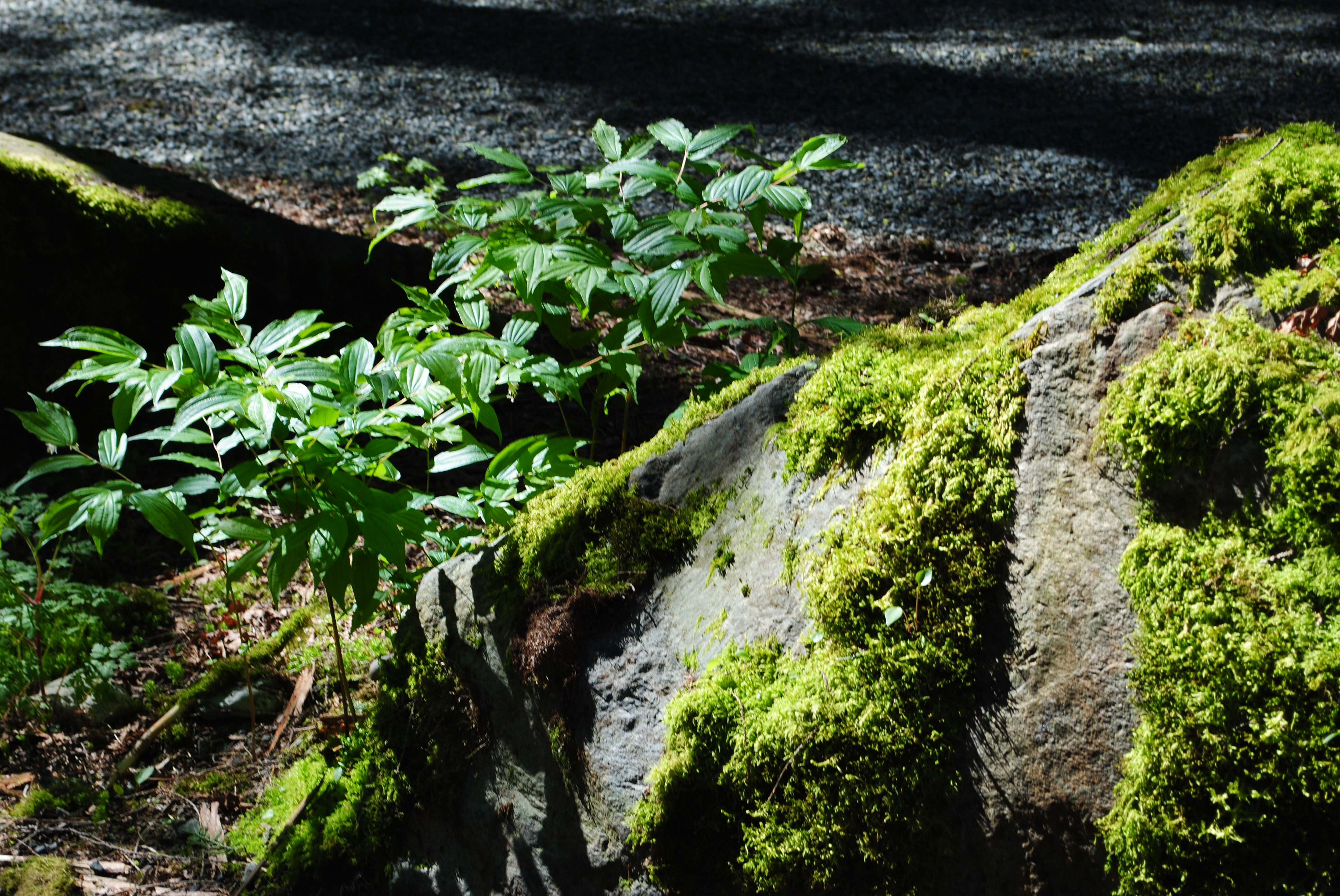 rocky_by_snow_fx-d3h5i6y.jpg
