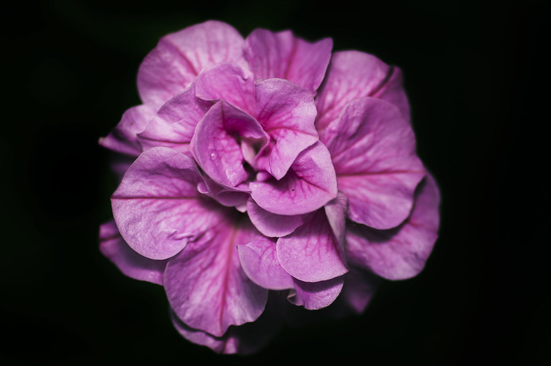9029988863_c9d82d6a95_c.jpg