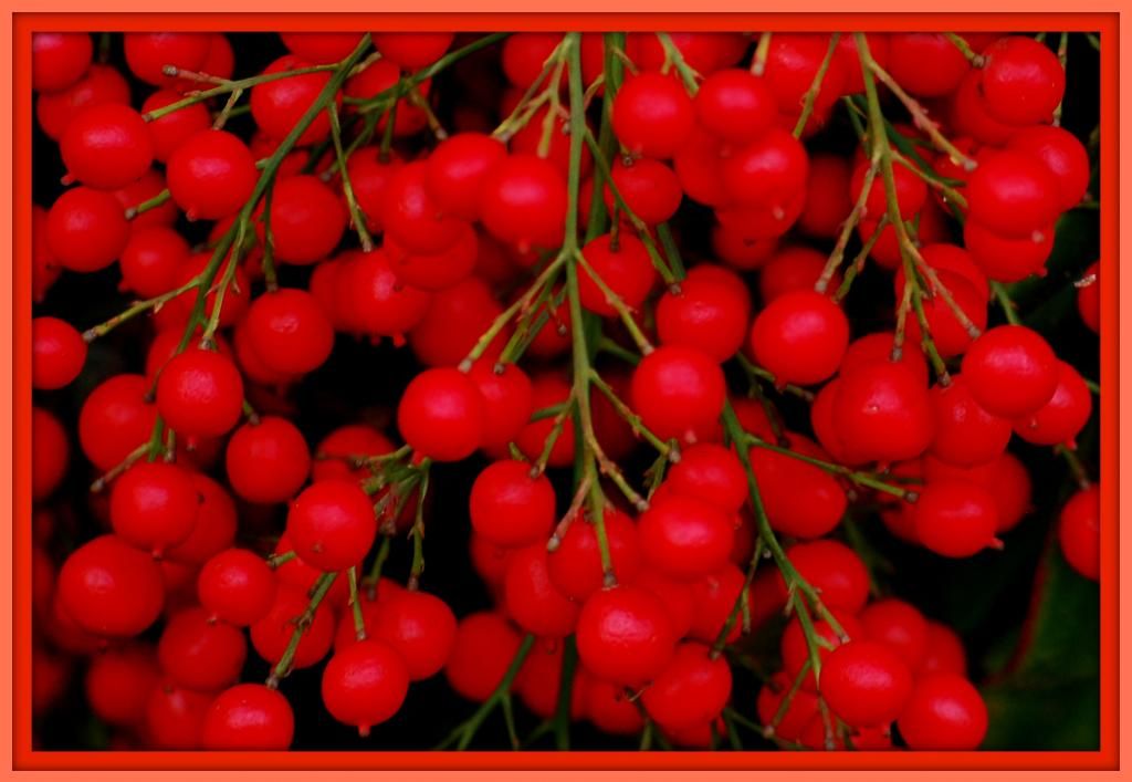 REDBERRIES.jpg