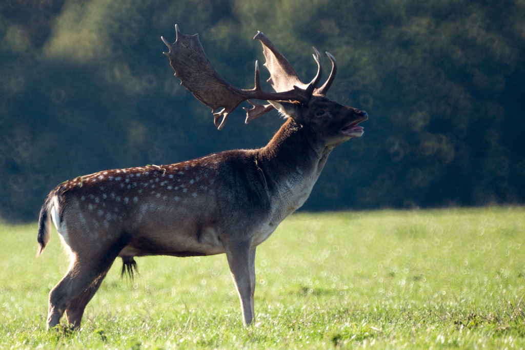 deer_15.jpg