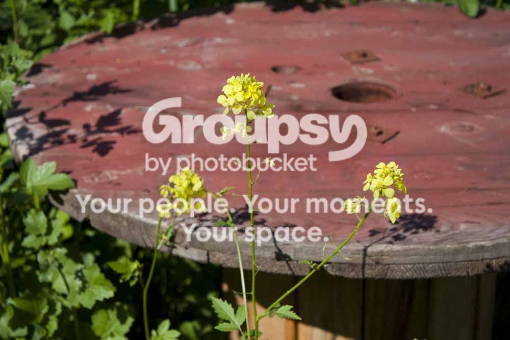 Wildflowersinfrontofcablespool.jpg