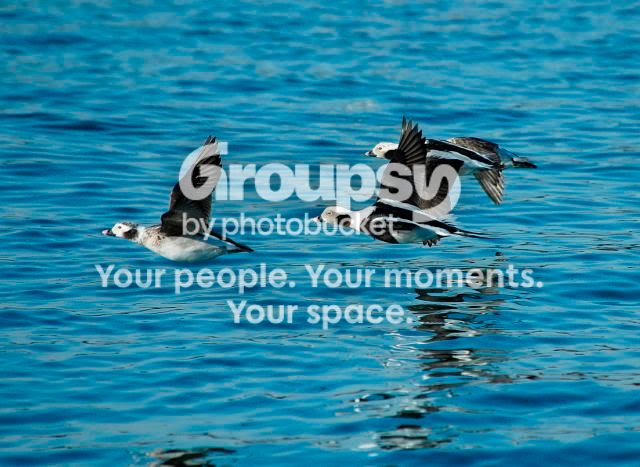 DSC_65110579websize.jpg