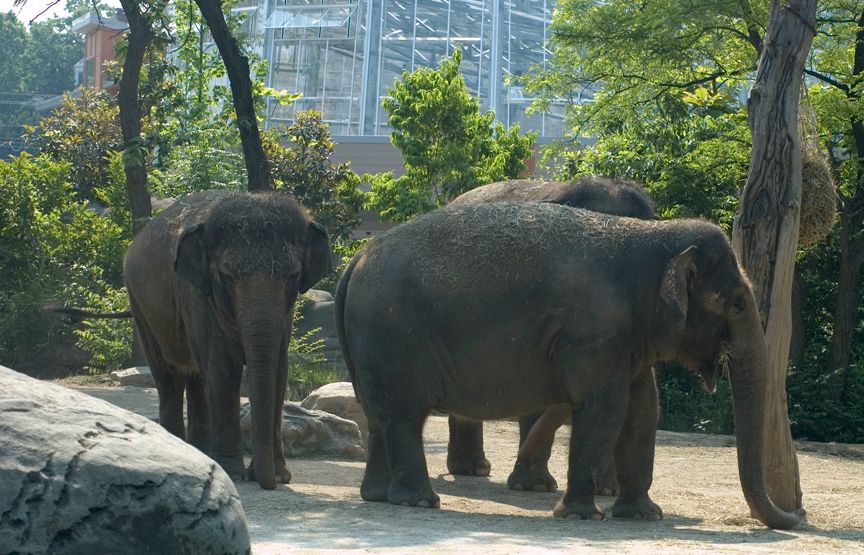 Elephant052906002.jpg