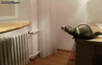 sGXyHNC.gif