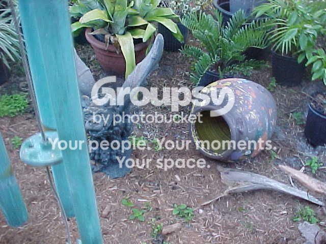 Backyard.jpg