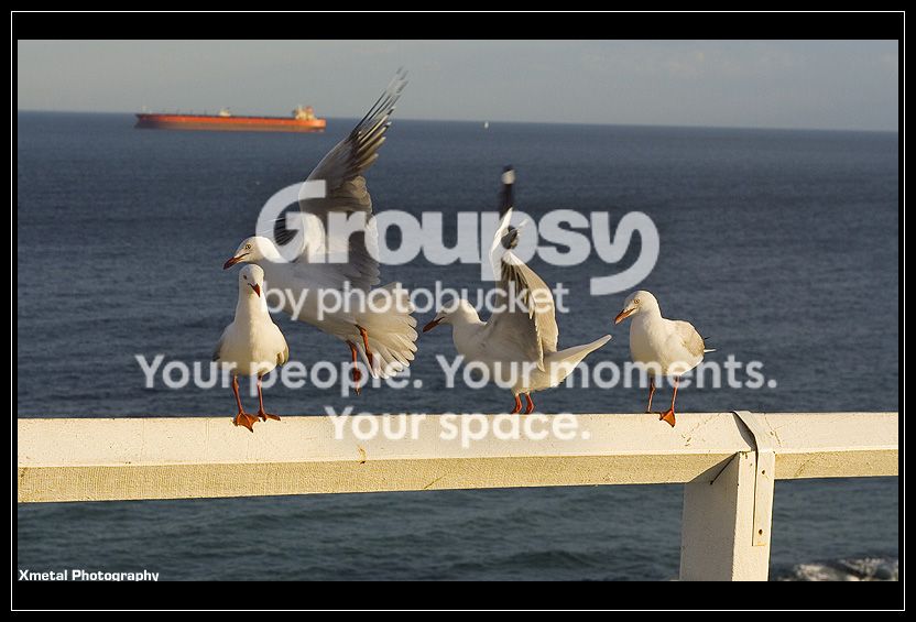 Birds3.jpg