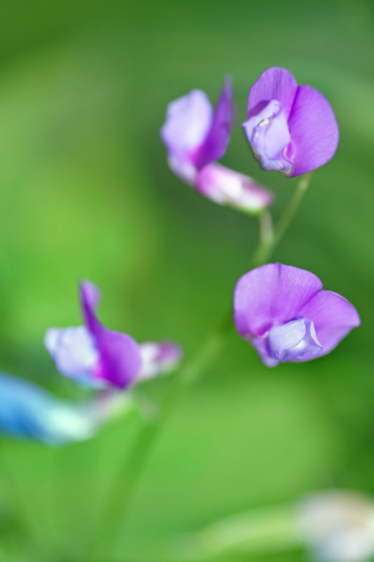 flower_21.jpg