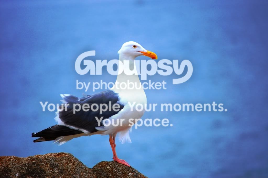 seagulledit.jpg