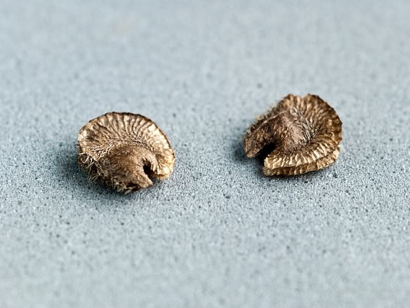 P1090277sm.jpg