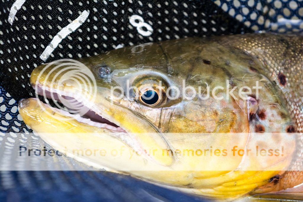 D71_2101_zps858b5441.jpg