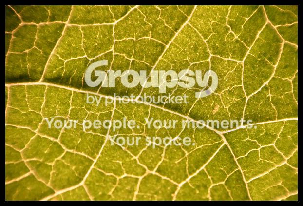 leafmacro1.jpg