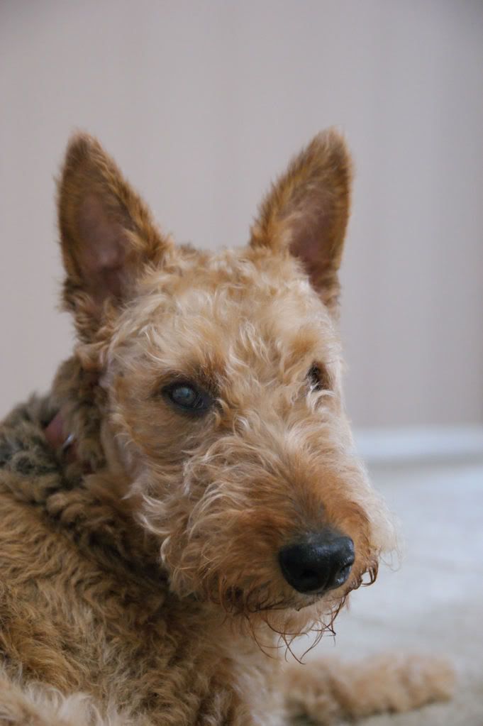 dogtest1600.jpg