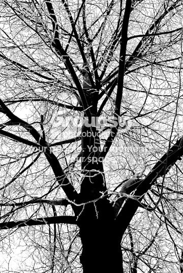 wintertree1.jpg