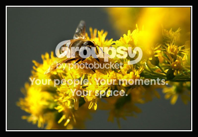00_gelbeBlume_mitBiene.jpg