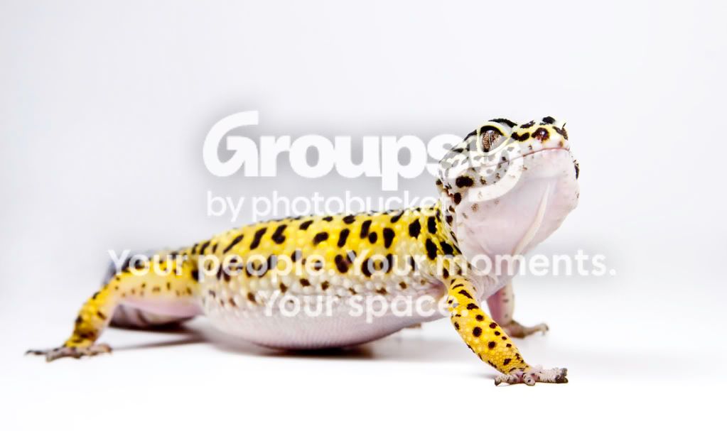 _MG_8411.jpg