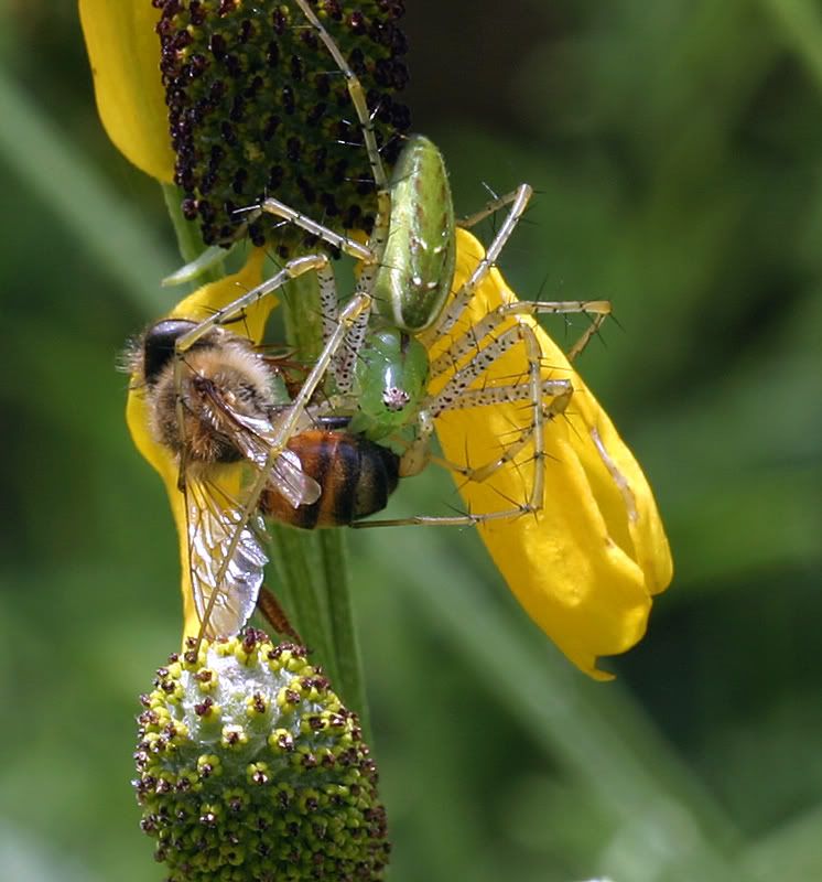 spiderlunch1.jpg