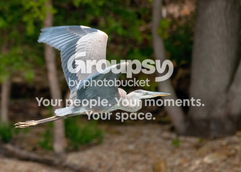Heron4.jpg