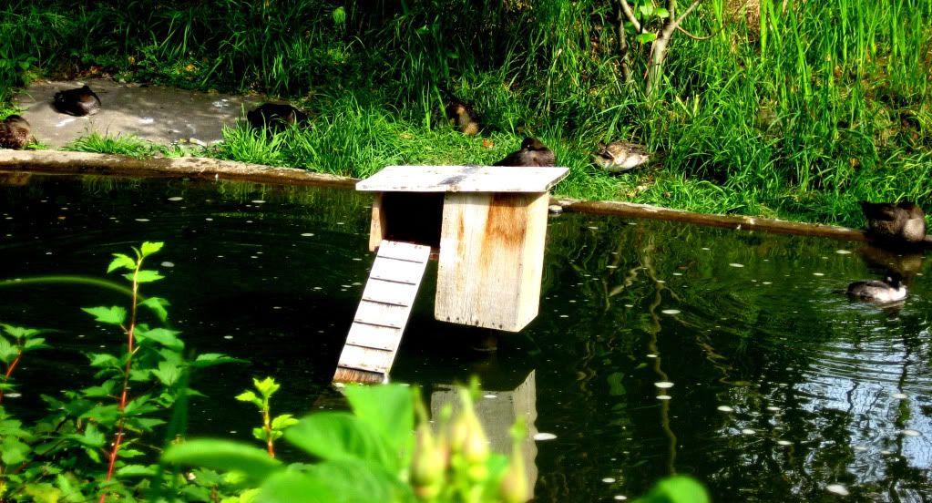birdhouse.jpg