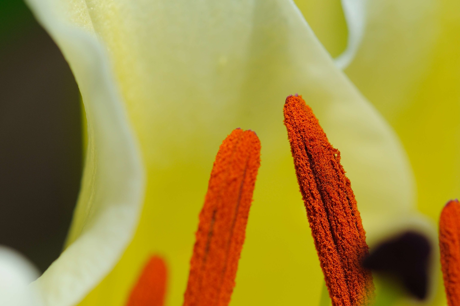 DSC_00250-X3.jpg