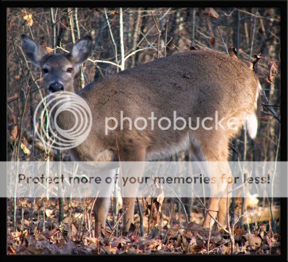 deer3.jpg