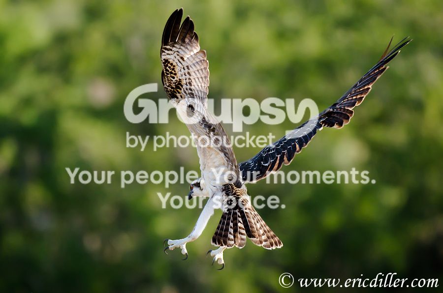 _ECD0614-copy800.jpg