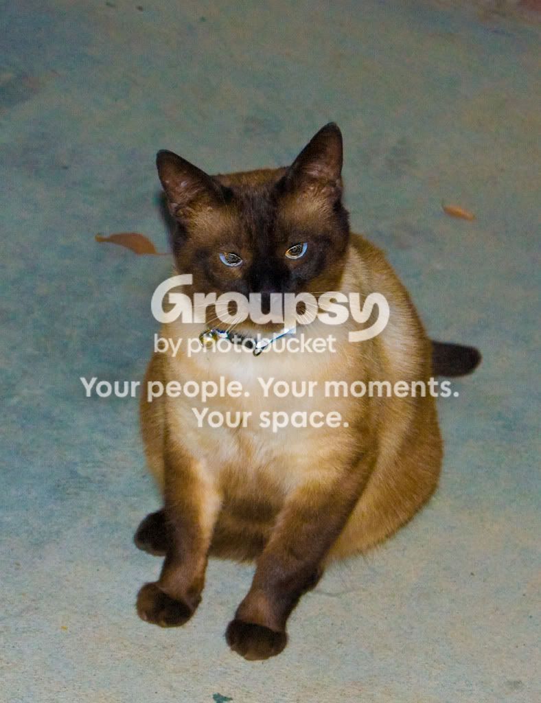goodcatpic2.jpg