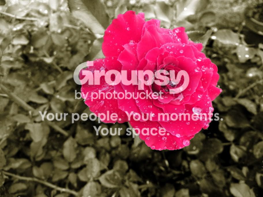 flowerpower.jpg
