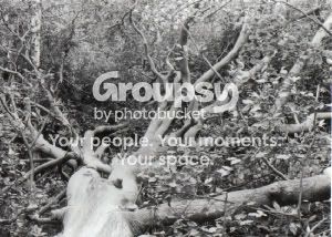 WOODS3.jpg