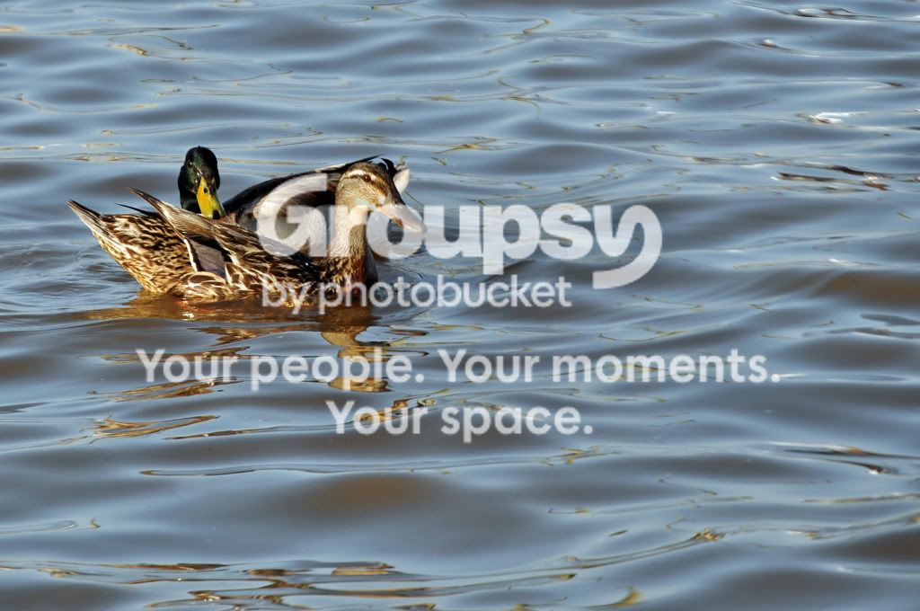 ducks2.jpg