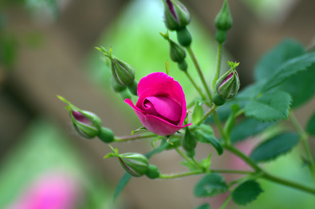 DSC_0015.jpg