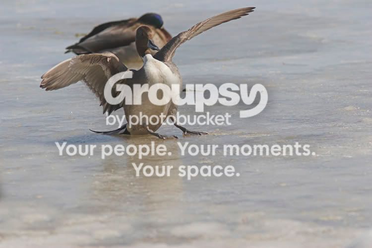 Pintail2a.jpg