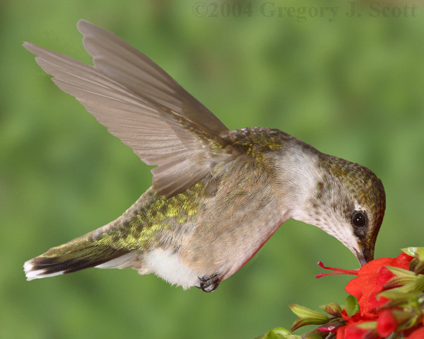 www_7612_rth_no_feed_blur_bg_600x480.JPG